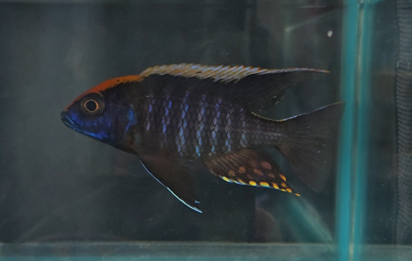 Maylandi (Orange Blaze)