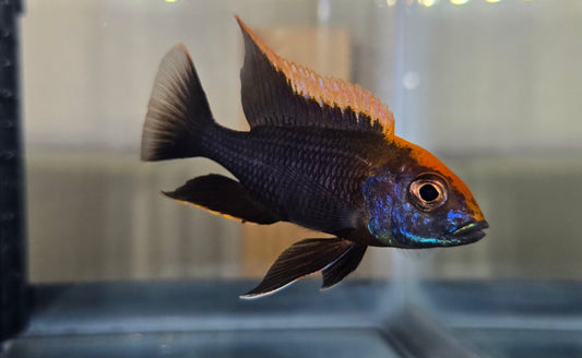 Maylandi (Orange Blaze)