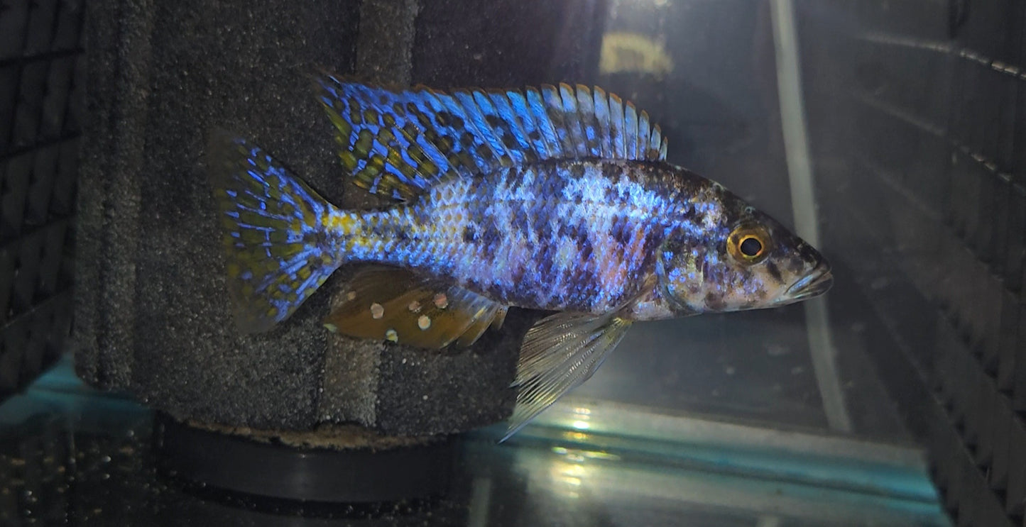 OB Malawi Eye Biter