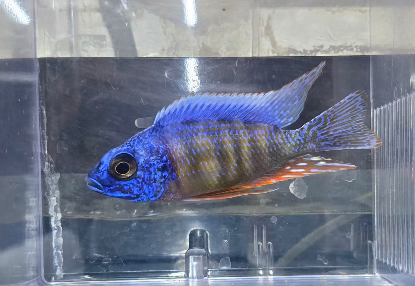 Taiwan Reef