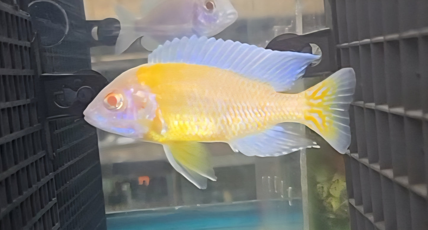 Albino Blue Neon