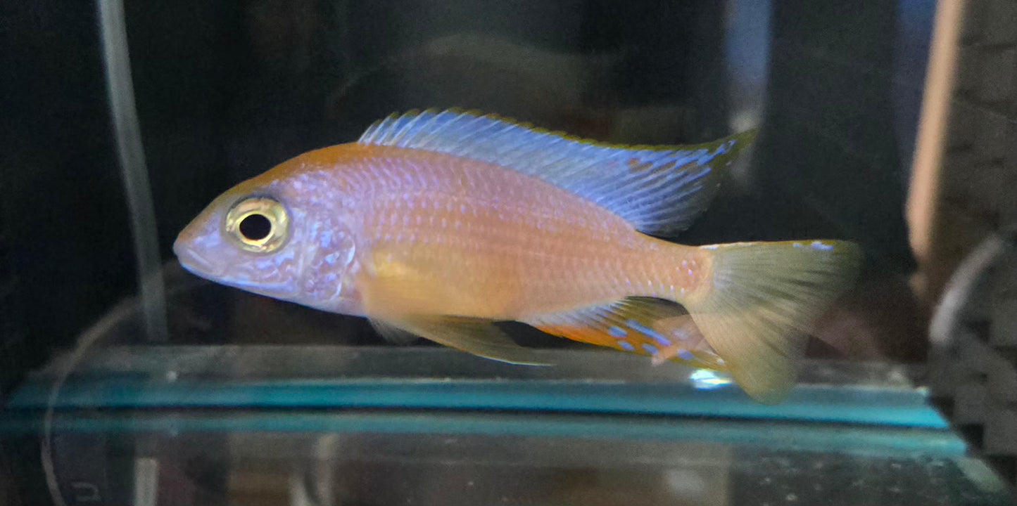Leucistic Taiwan Reef