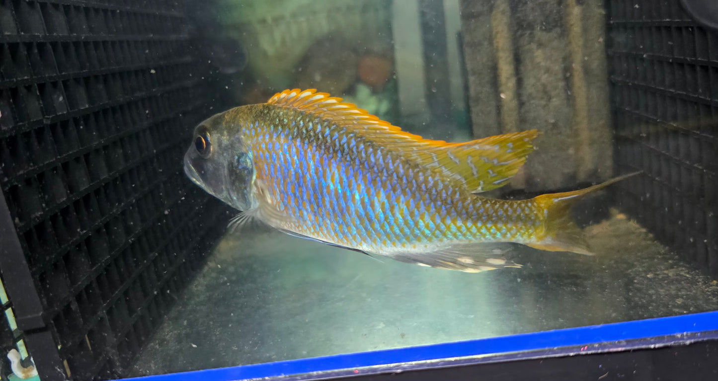 Buccochromis Nototaenia