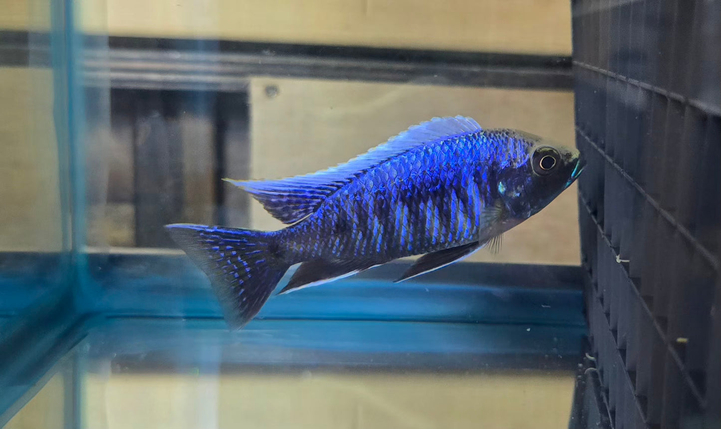 Copadichromis Ivoryhead Mloto Lupingu