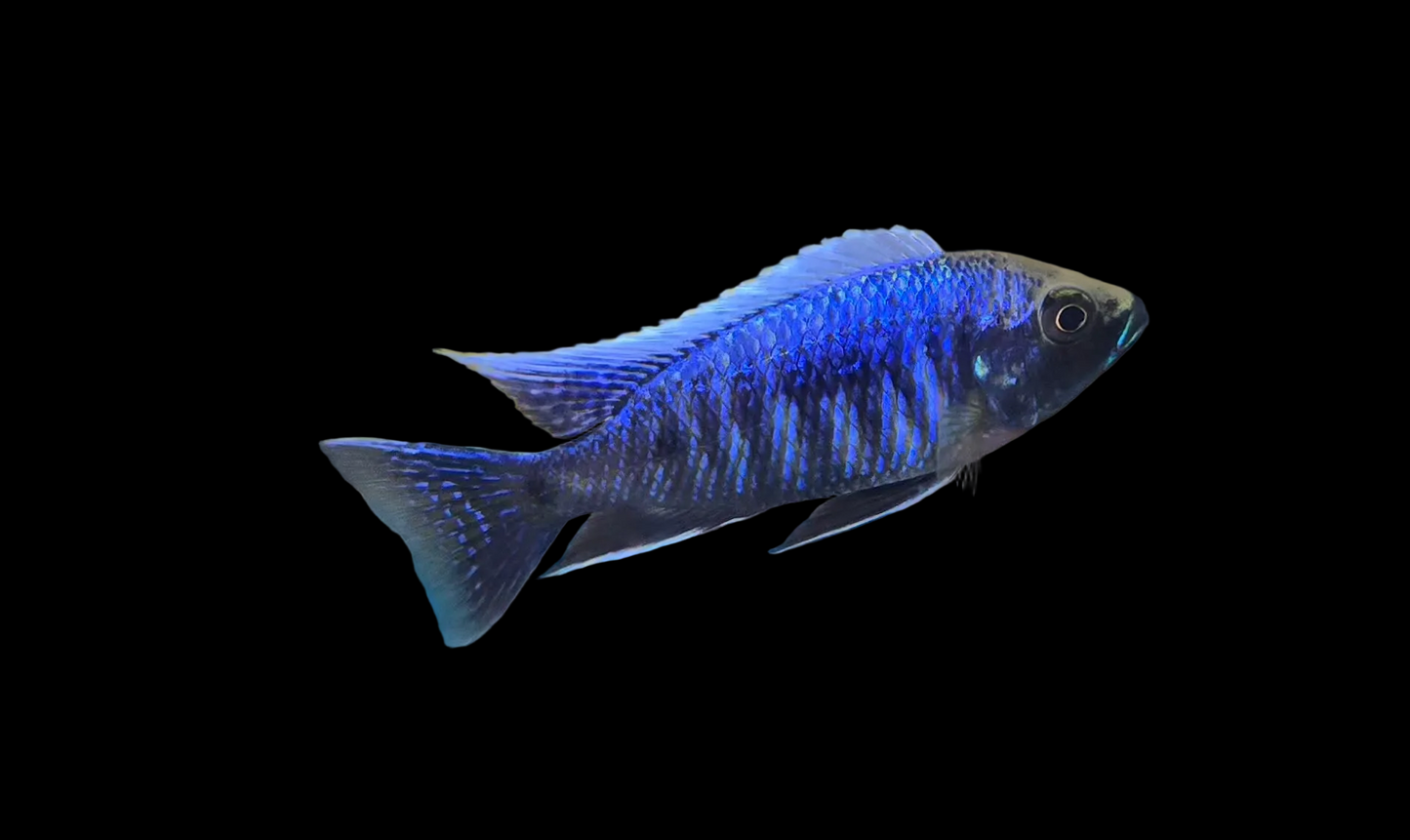 Copadichromis Ivoryhead Mloto Lupingu
