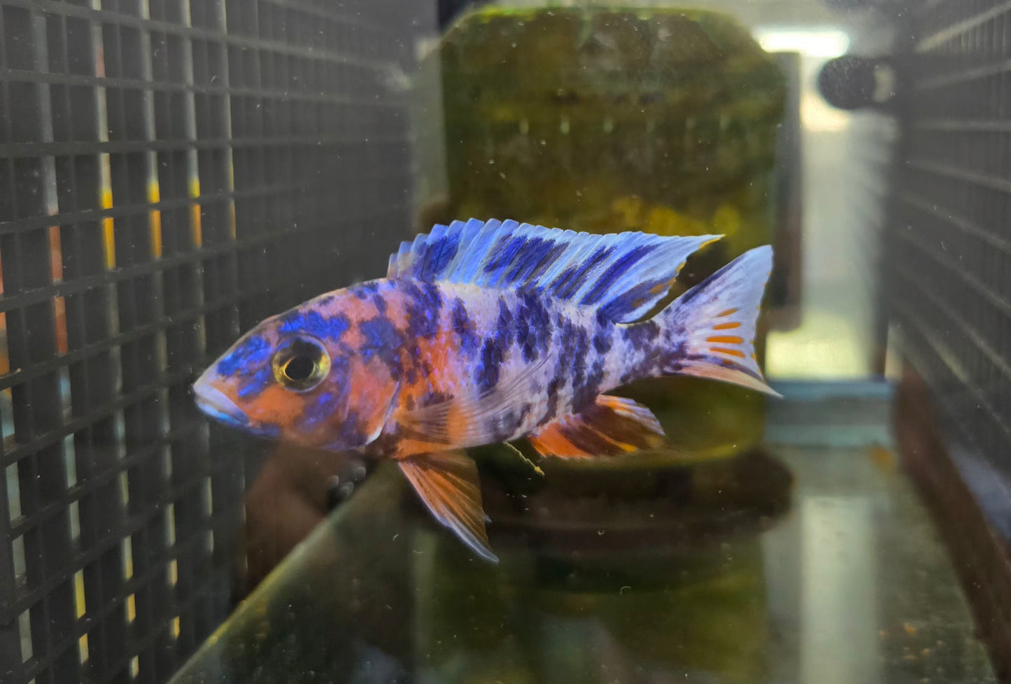 Blueberry OB x Ruby OB