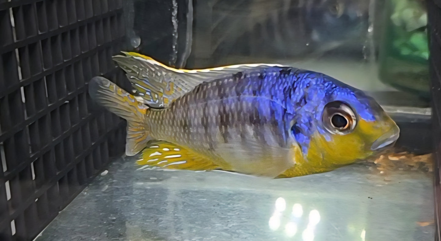 Pombo Yellow Chin