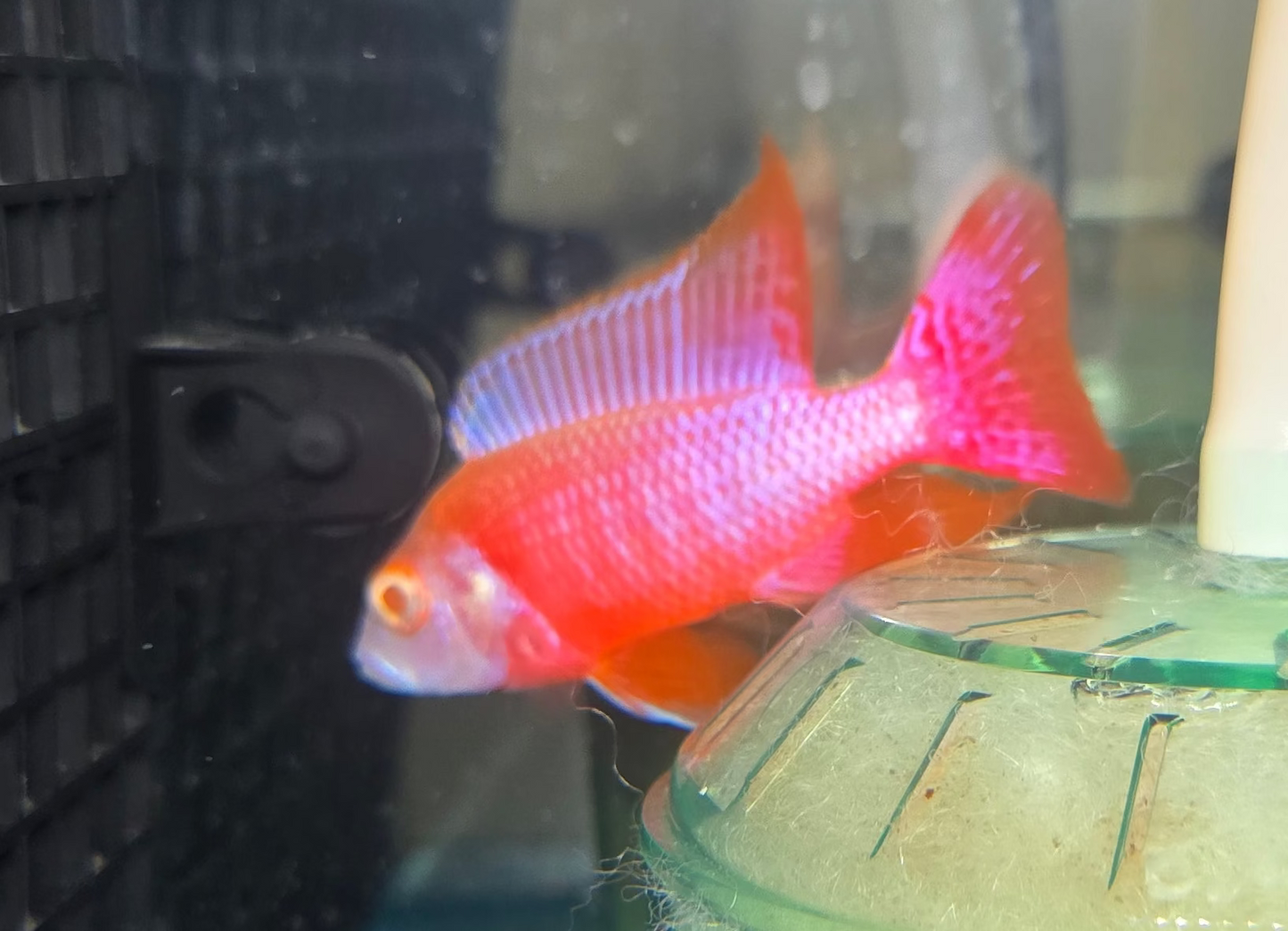 Albino Pink Platinum 💗