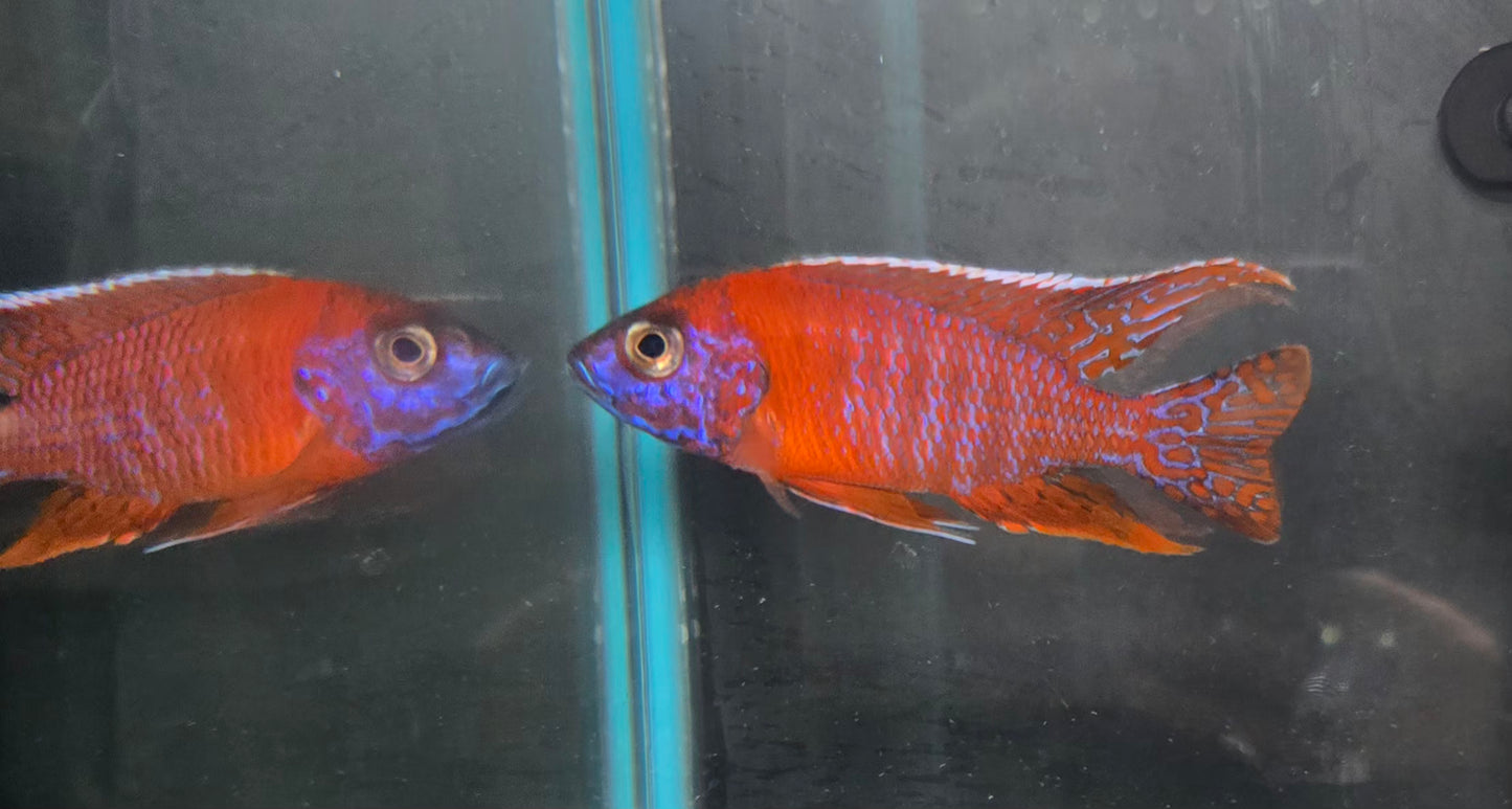 Ruby Red Peacock