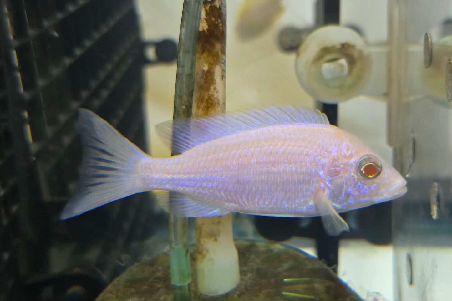 Albino Mdoka White Lips 💋