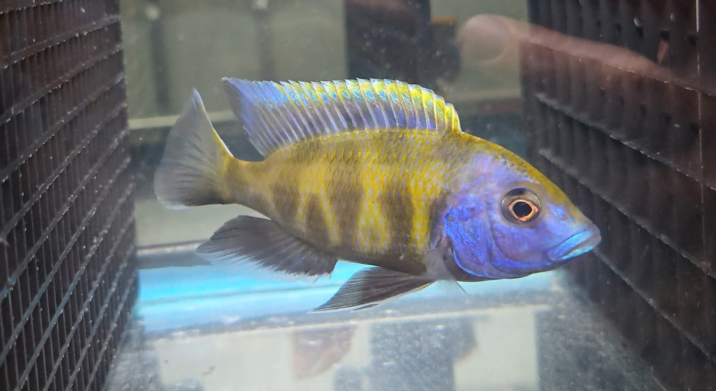 Venustus aka Giraffe Cichlid
