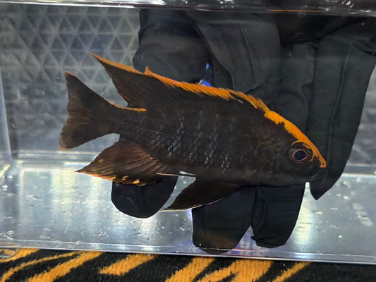 Maylandi (Orange Blaze)