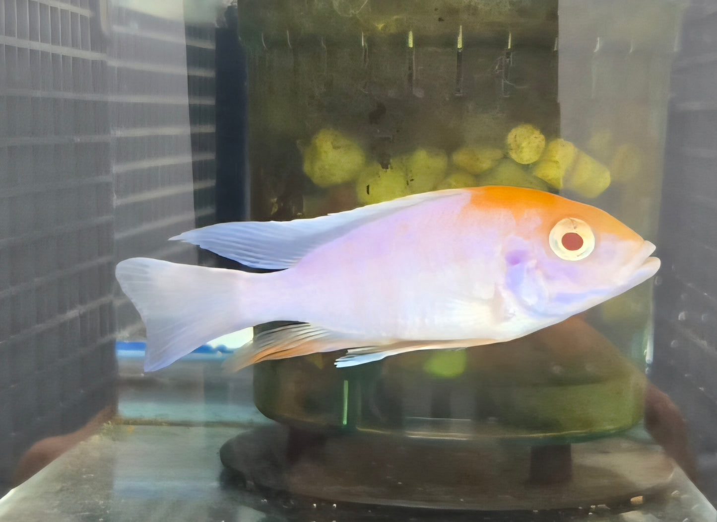 Albino Sulpherhead #3