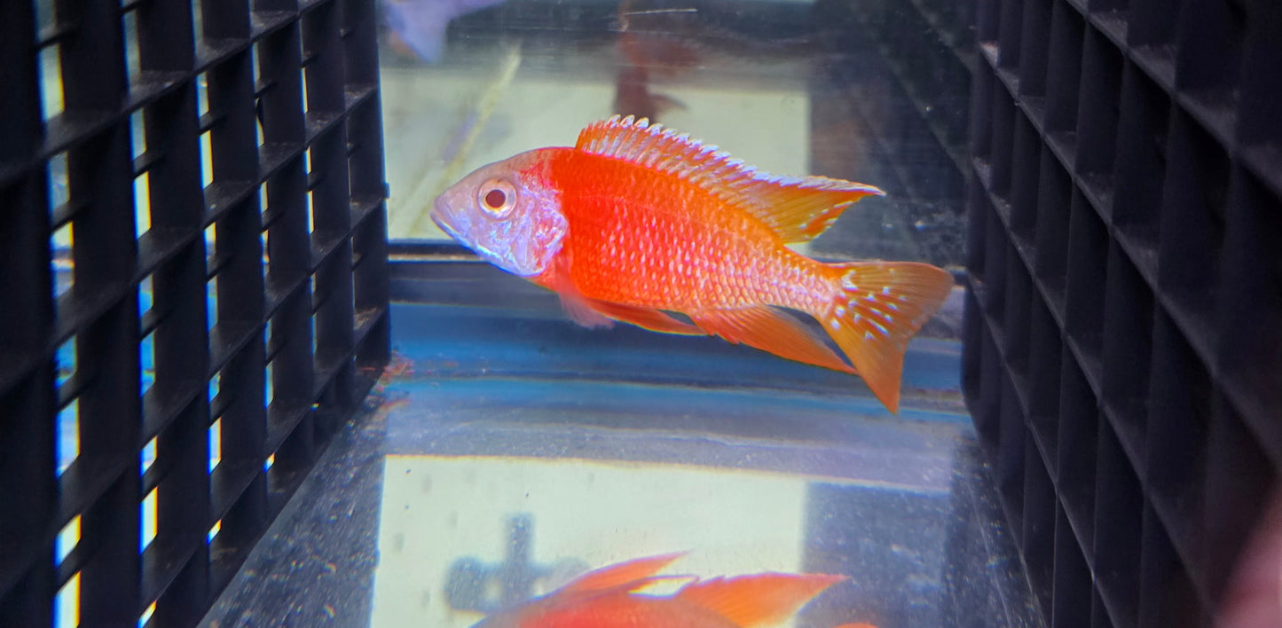 Albino Rubescens 🔴 ⚪️