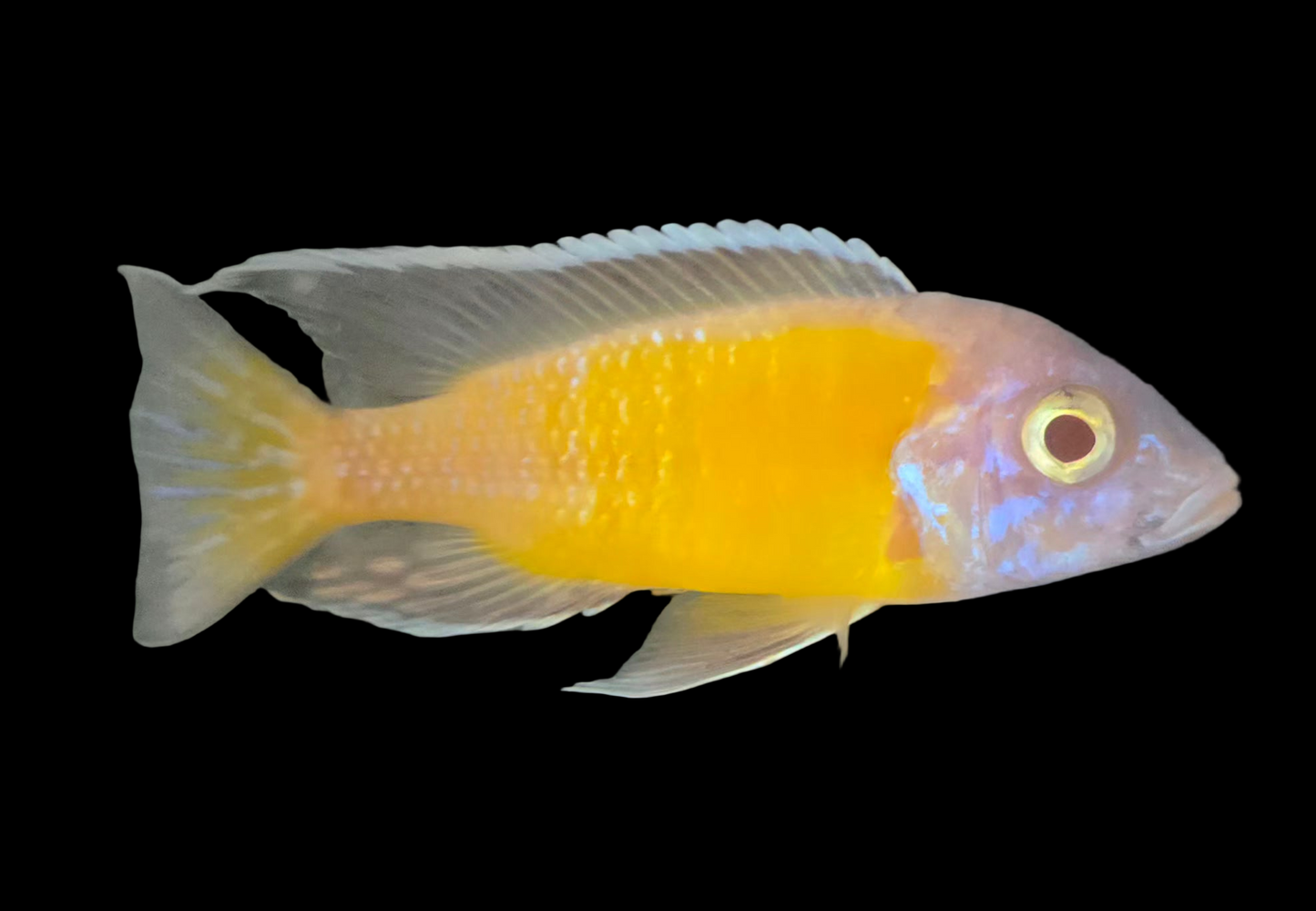 Albino Flavescent