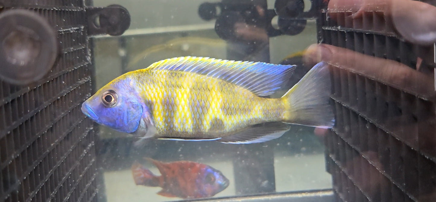 Venustus aka Giraffe Cichlid