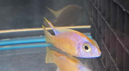 Leucistic Taiwan Reef