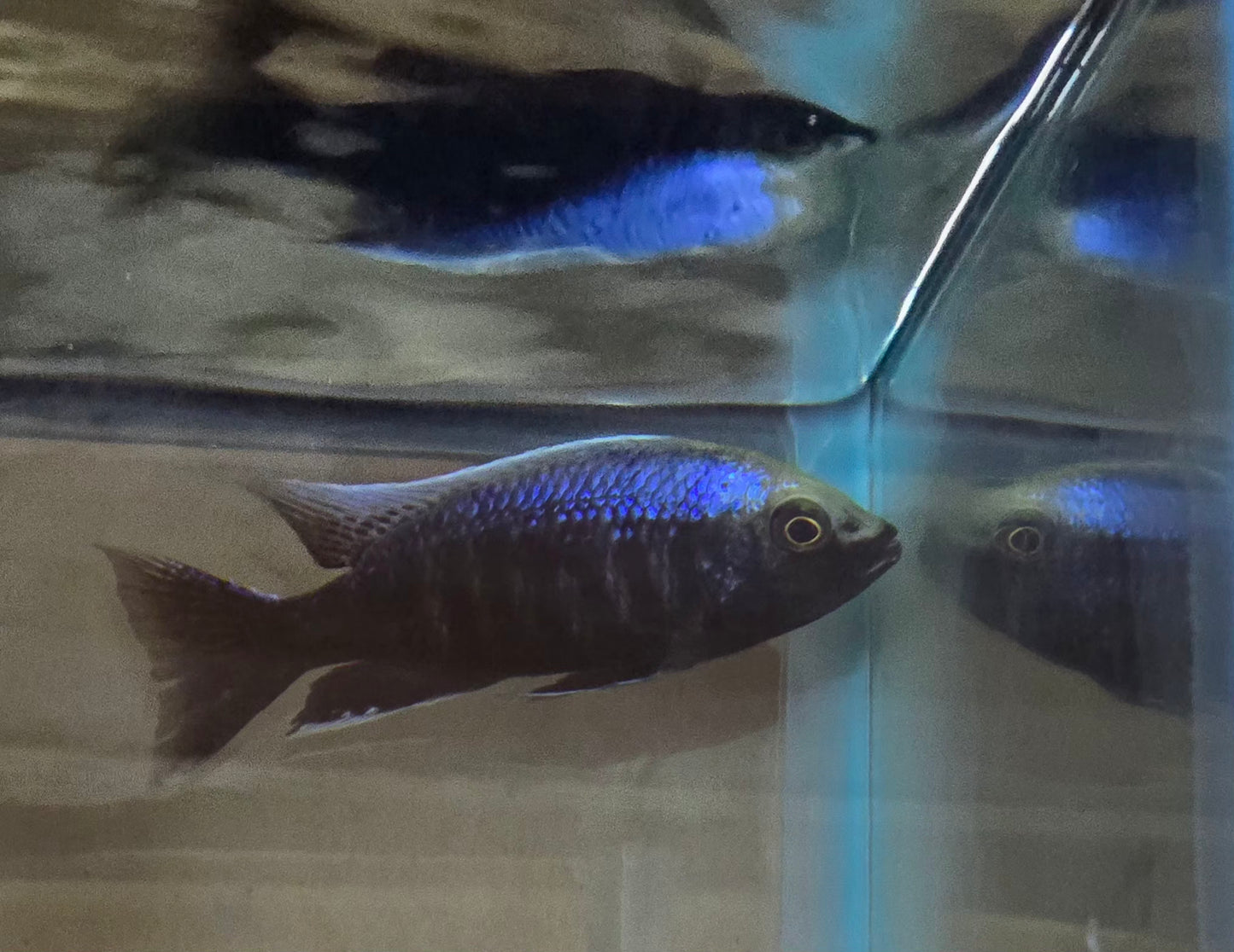 Copadichromis Ivoryhead Mloto Lupingu