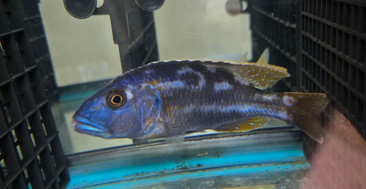 Nimbochromis Fusco