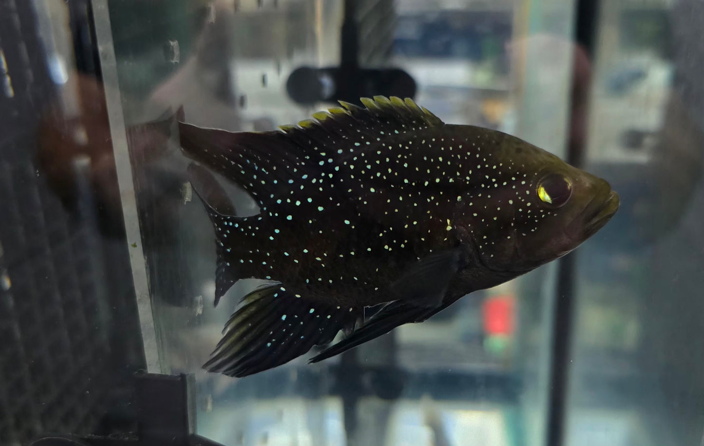 Starry Night Cichlid
