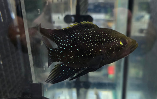 Starry Night Cichlid
