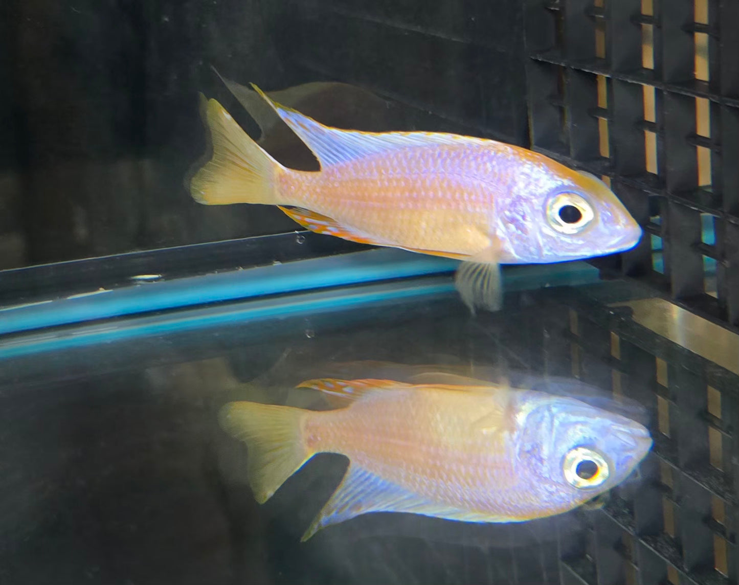 Leucistic Taiwan Reef