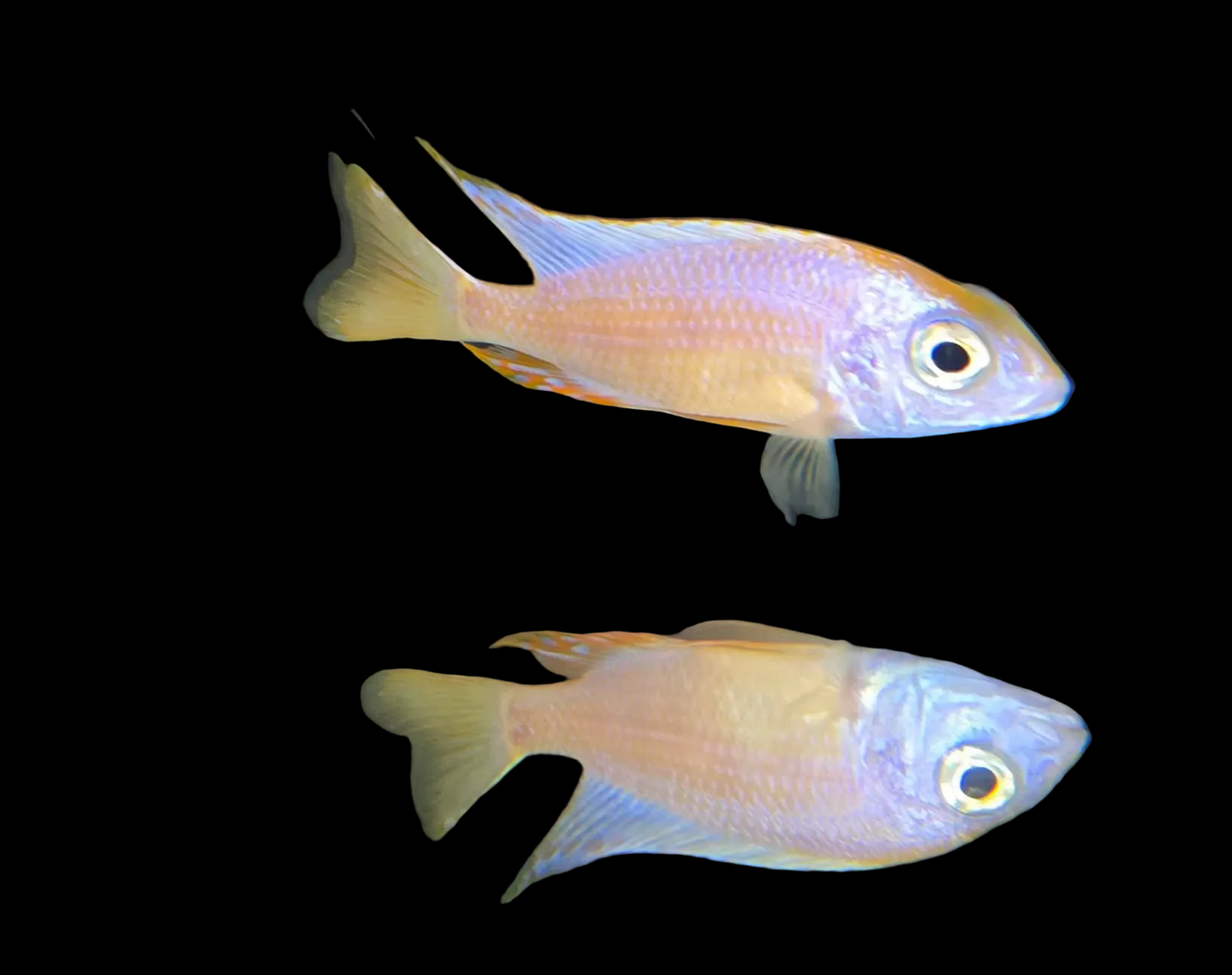 Leucistic Taiwan Reef