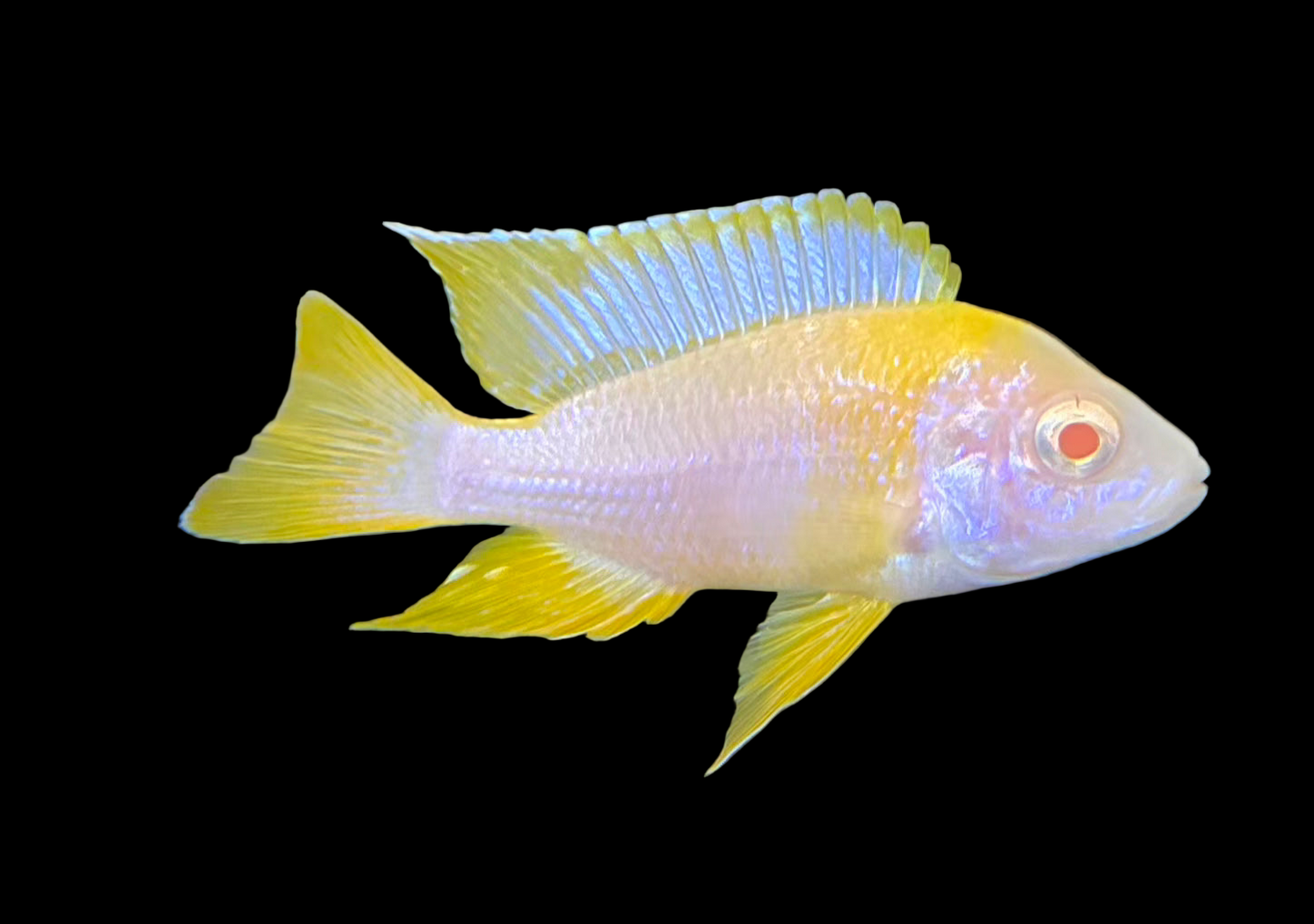 Albino Lwanda