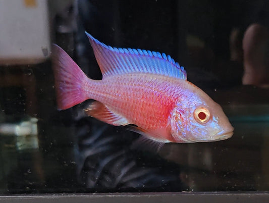 Albino Pink Platinum 💗