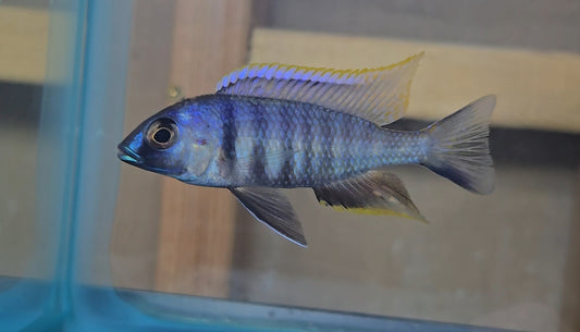 Deep Water Hap