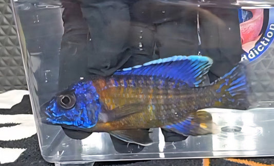 Ngarra Flametail