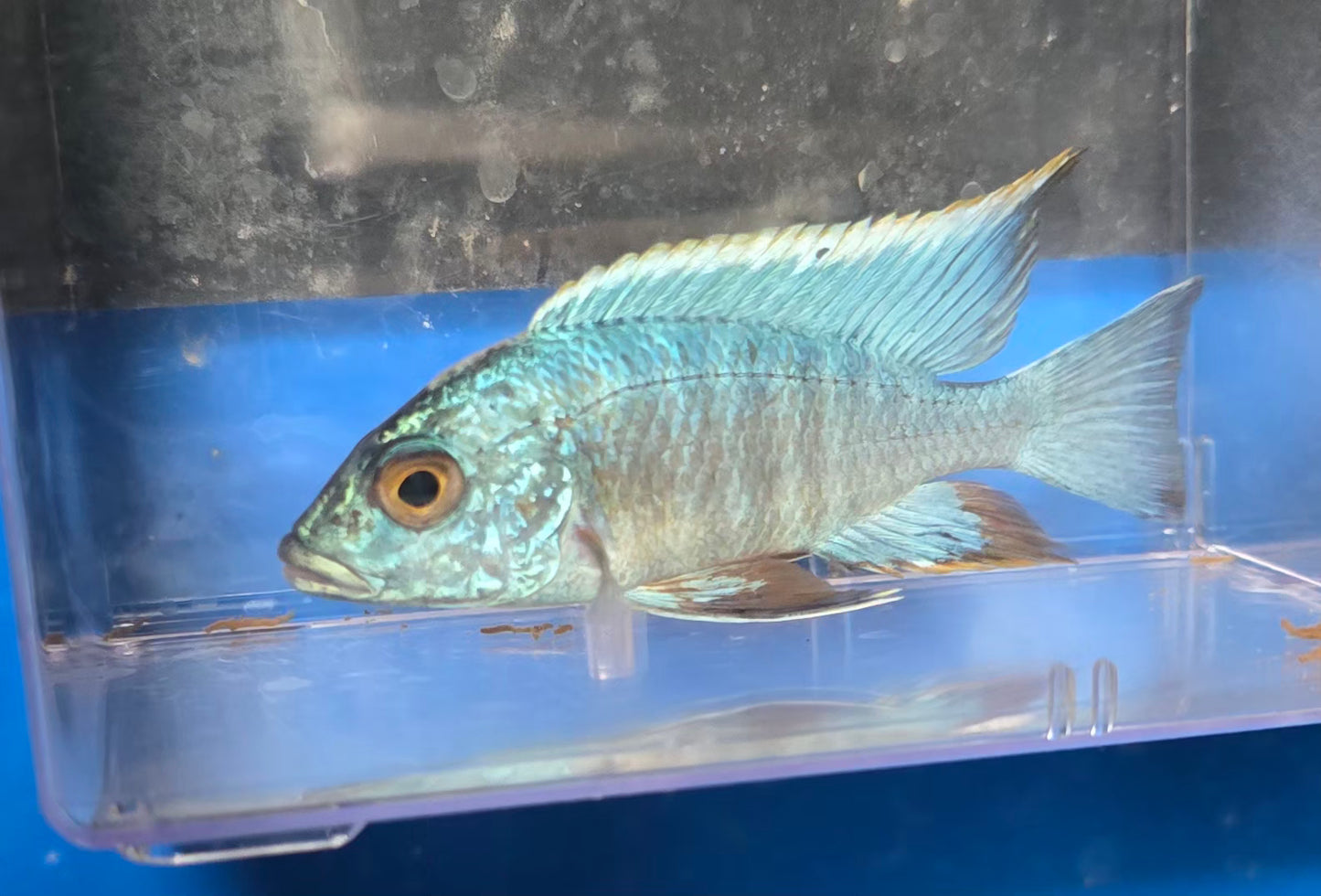 Aulonocara Turkis