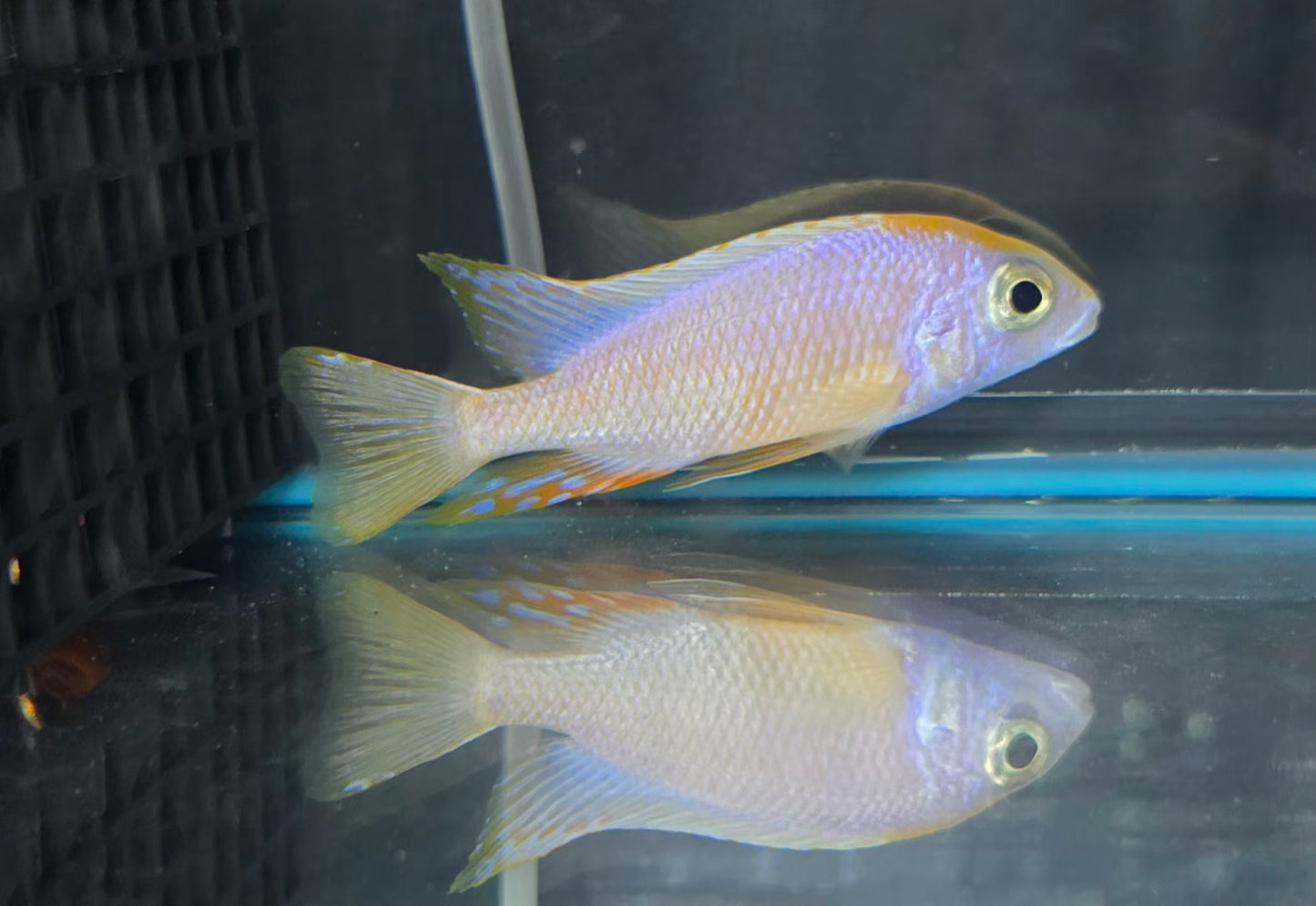 Leucistic Taiwan Reef