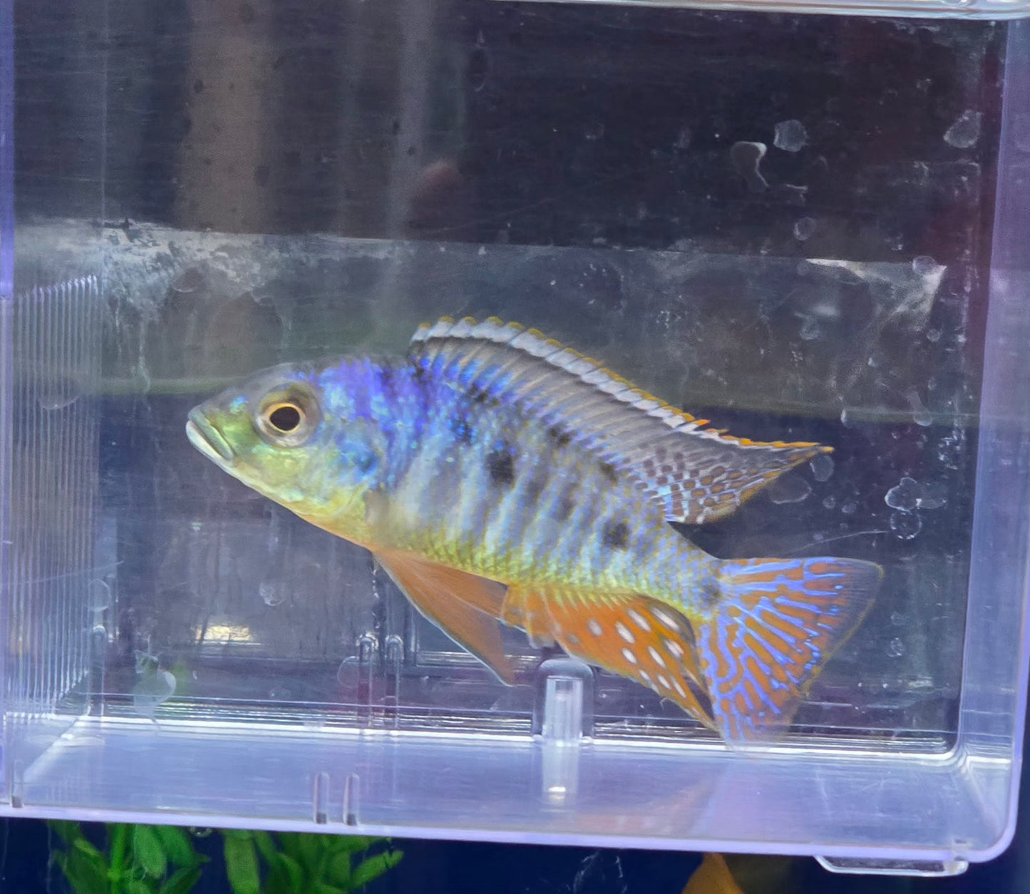 Oto Spots Sani