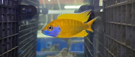 Sunshine Peacock