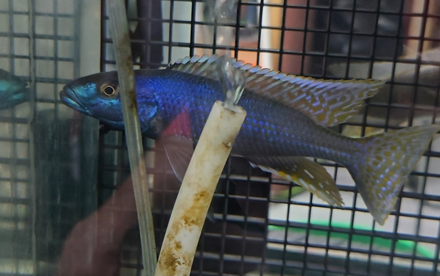 Malawi Trout