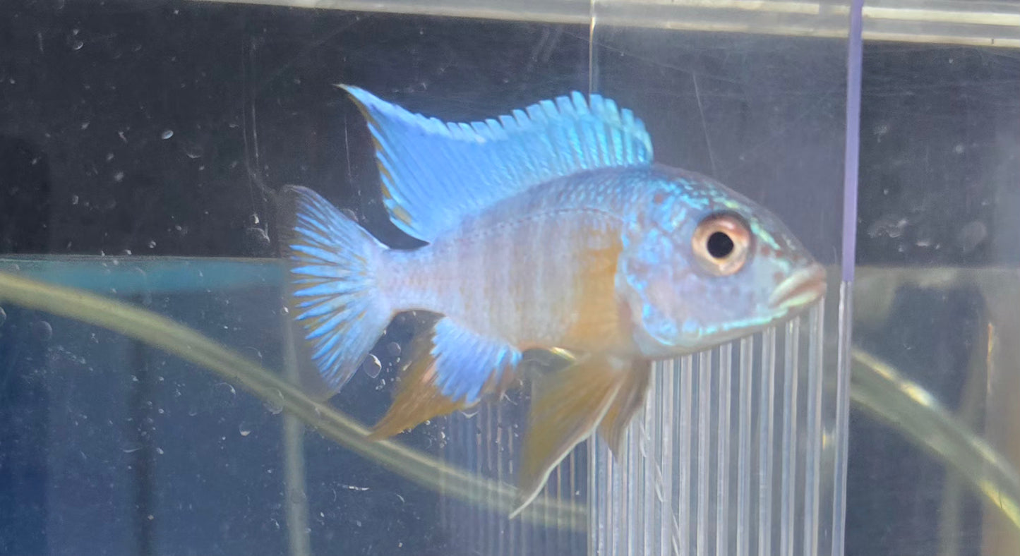 Aulonocara Turkis