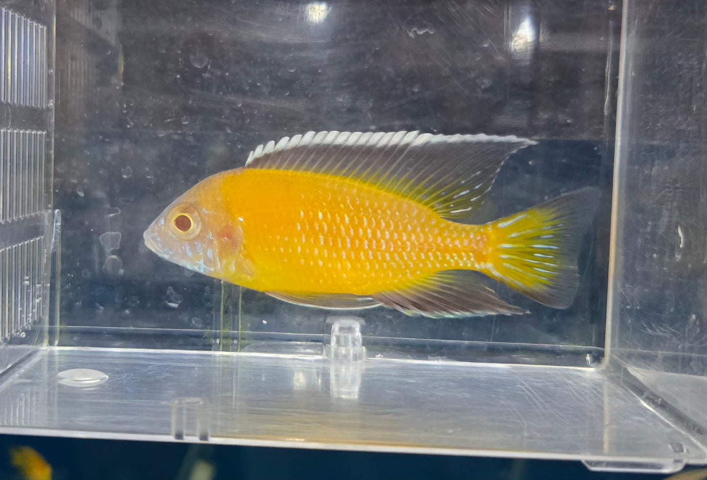 Albino Flavescent #1