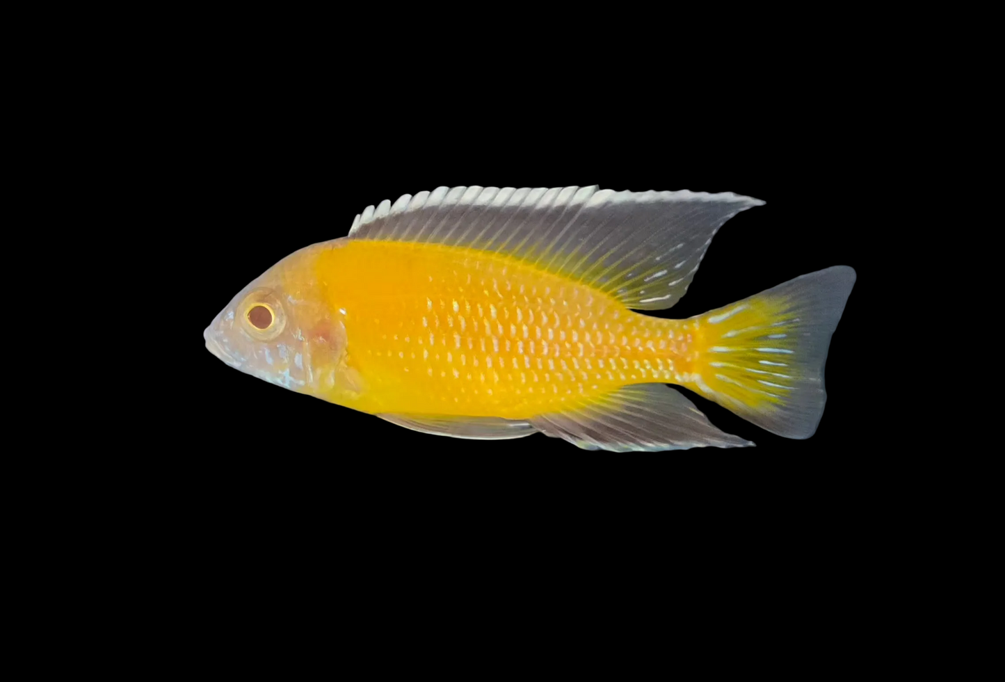 Albino Flavescent #1