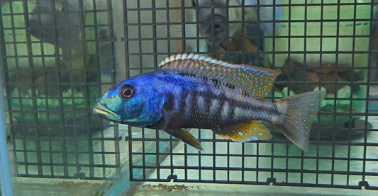 Malawi Hawk