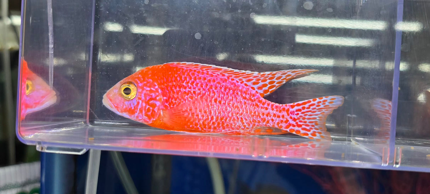 Red/Pink Dragonblood