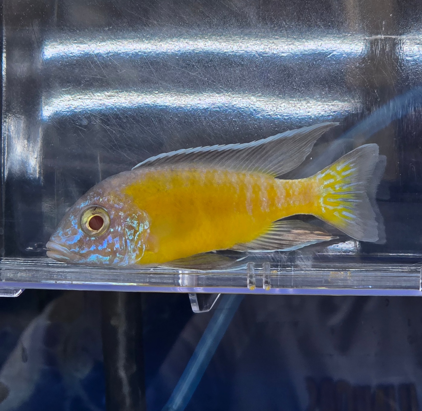 Albino Flavescent #1