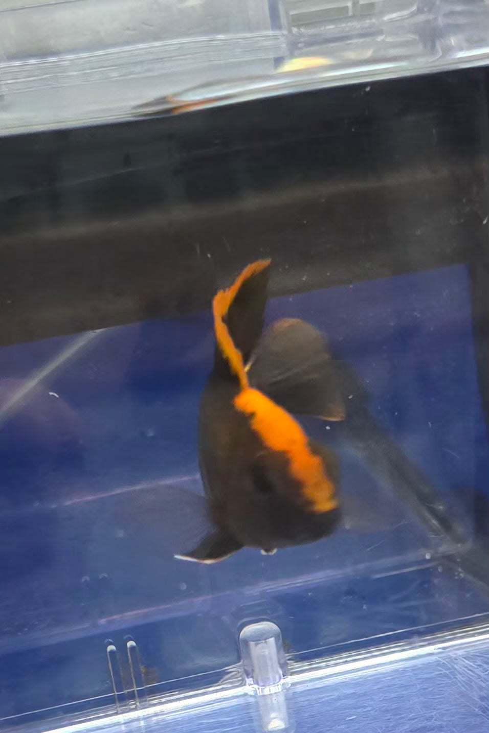 Maylandi Sulpherhead (Orange Blaze) 🍊 ⚫️