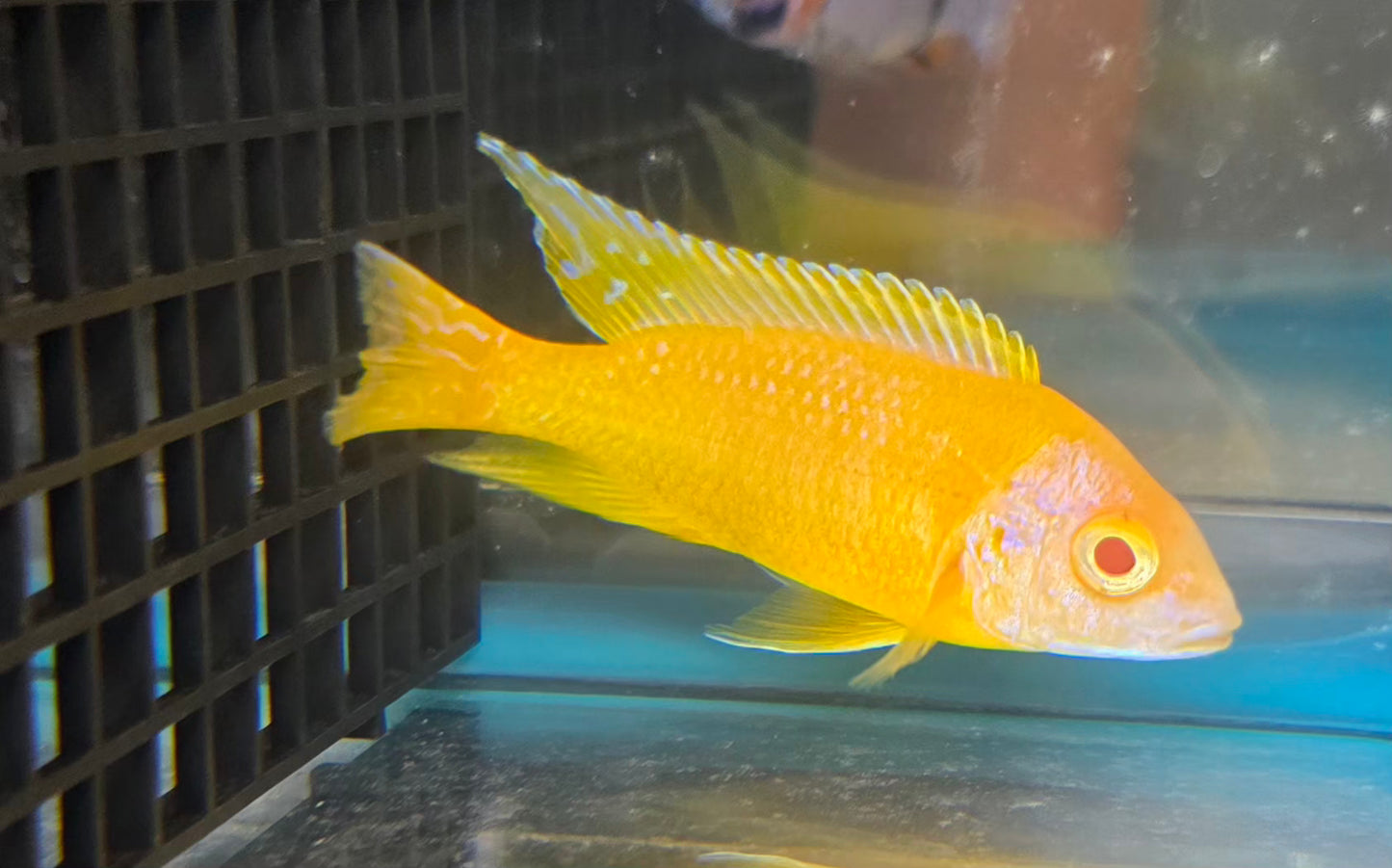 Albino Golden 🟡⚪️