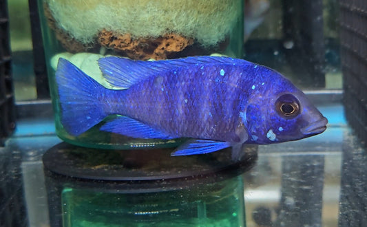 Star ⭐️ Sapphire