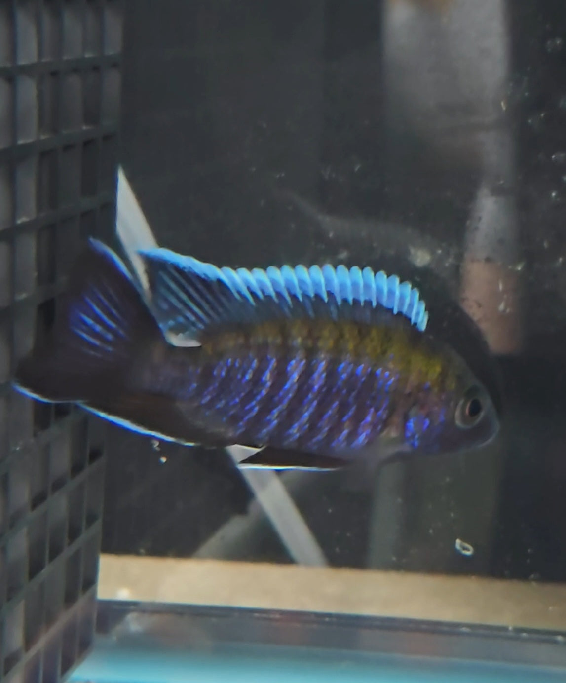 Aulonocara Walteri