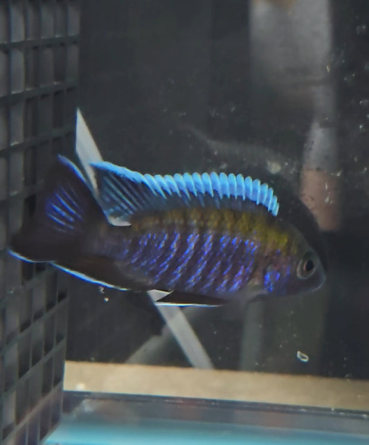 Aulonocara Walteri