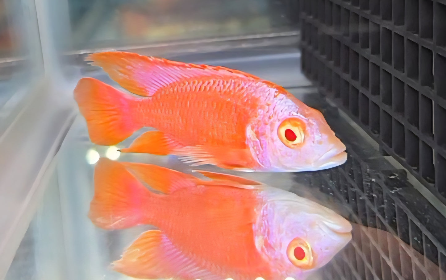 Albino Pink Platinum 💗