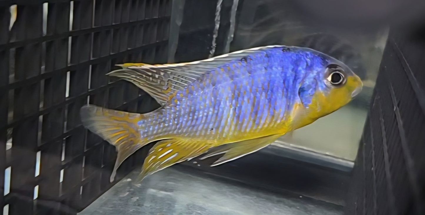 Pombo Yellow Chin