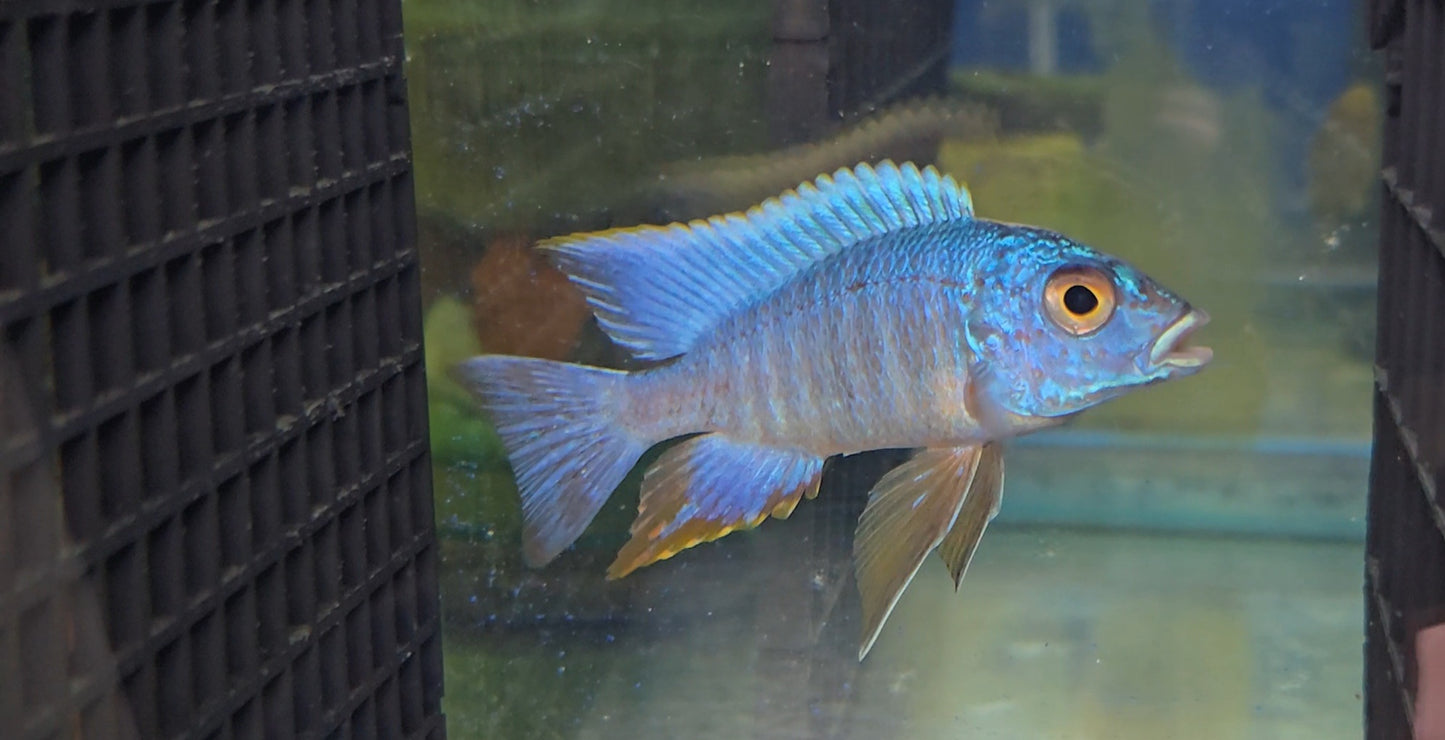 Aulonocara Turkis